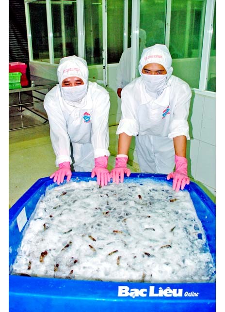 Bạc Liêu hướng đến “thủ phủ” tôm công nghiệp