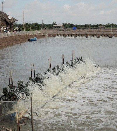Trà Vinh: Kết thúc vụ nuôi tôm năm 2014, trên địa bàn tỉnh nhiều hộ đạt lợi nhuận trên 01 tỷ đồng