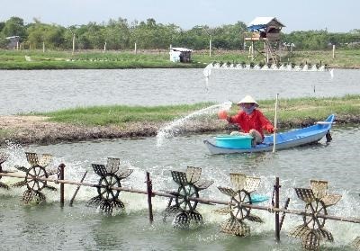 Bạc Liêu: Thả nuôi 16.099 ha tôm thâm canh, bán thâm canh