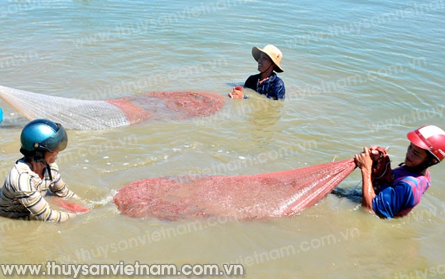 VietGAP và thành công với nuôi tôm công nghiệp