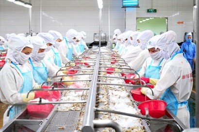 Cà Mau: Tình hình, nguyên nhân biến động giá tôm nguyên liệu