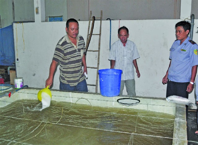 Cà Mau: Tẩy chay tôm giống kém chất lượng