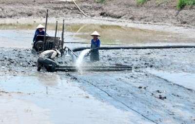 Phòng, chống dịch bệnh trên tôm nuôi (Cà Mau): Cần cơ chế đồng bộ