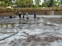 Cà Mau: Diện tích nuôi tôm công nghiệp tăng mạnh