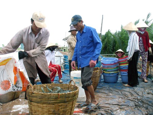 Tiền Giang: Giá tôm sú, tôm thẻ chân trắng tăng nhẹ trở lại