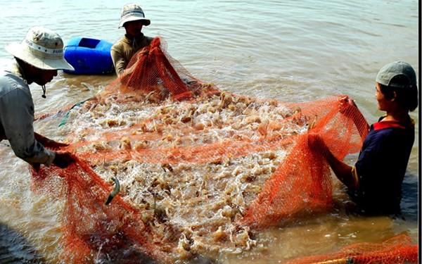 Công bố nhầm đại dịch trên tôm: TP.HCM “mắc lỗi” tương tự với virus Taura