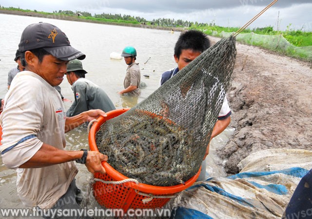 Vẫn “đói” tôm nguyên liệu