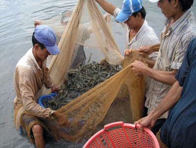 Vụ tôm nước lợ năm 2014 đạt được kết quả khả quan