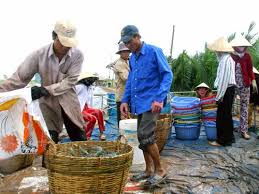 Tiền Giang: Nuôi tôm nước lợ được mùa, trúng giá