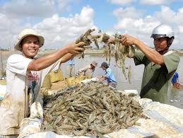 Cầu Ngang (Trà Vinh): Giá trị kinh tế nuôi tôm đạt hơn 2.770 tỷ đồng