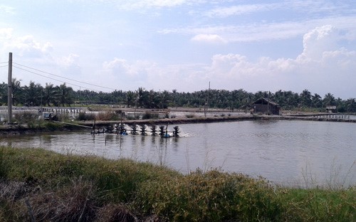 Nuôi tôm thẻ chân trắng xen với tôm càng xanh thành công