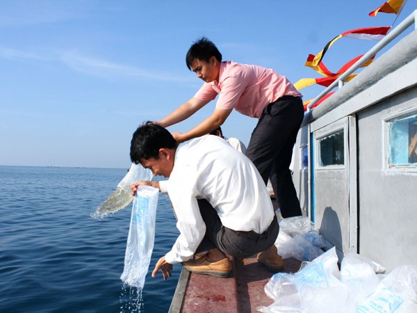 Ninh Thuận: Thả 84 vạn tôm sú giống tái tạo nguồn lợi thủy sản