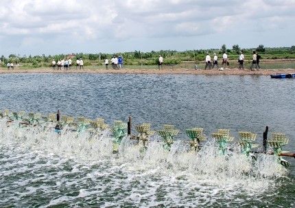 Cà Mau: Bàn giải pháp nuôi tôm hiệu quả và tìm thị trường xuất khẩu