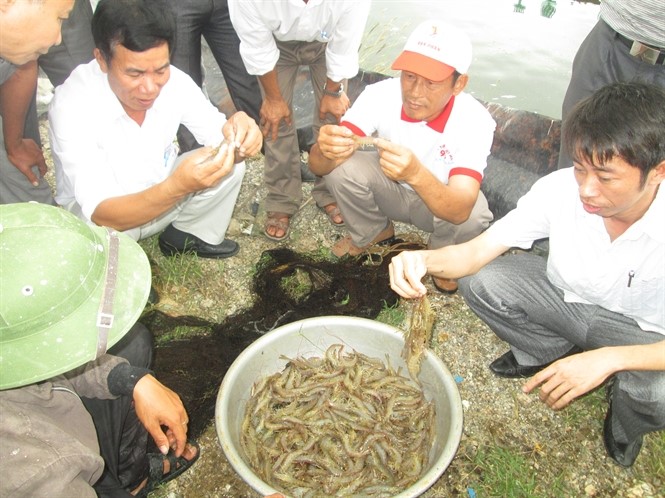 Dịch bệnh tôm: Nguyên nhân cũ, vấn đề mới