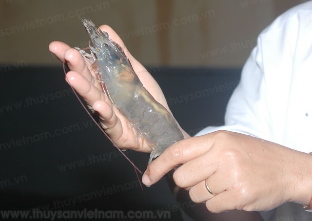 Tôm TTCT bố mẹ: Chủ động để giảm chi phí