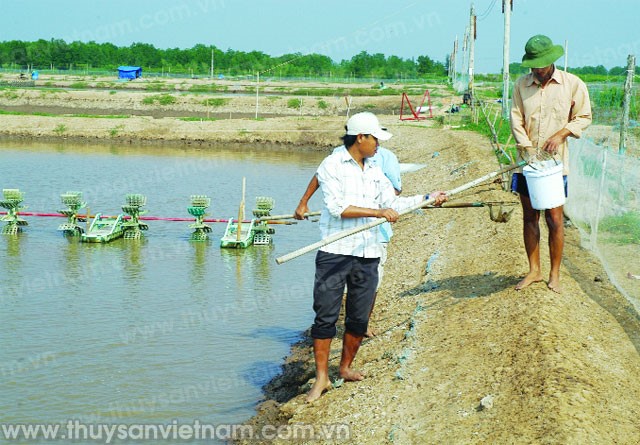 Sóc Trăng: Chủ động phòng bệnh trên tôm