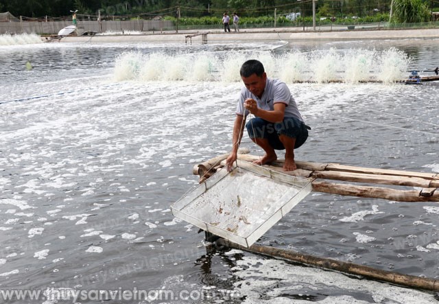 Nuôi tôm tự nhiên
