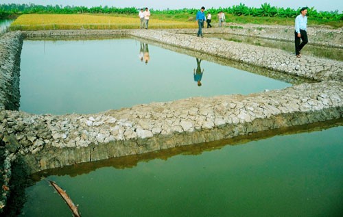 Hơn 5.000 ha tôm ở Bạc Liêu thiệt hại do nắng hạn