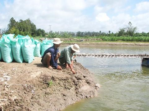 Vụ nuôi tôm 2013: Tiến độ thả giống chậm