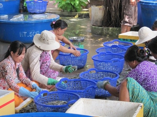 4 tháng đầu năm, số lô tôm bị cảnh báo tăng cao