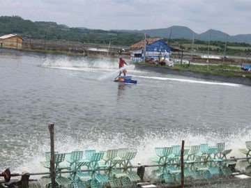 Phú Yên: Tuy An dừng thả nuôi tôm ở các khu vực bị bệnh