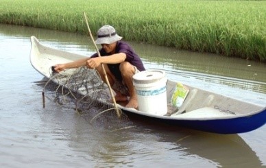 Cà Mau: Đẩy mạnh phát triển nuôi tôm quảng canh cải tiến