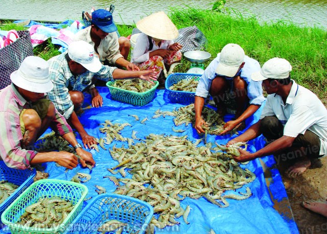 Cuộc chiến tôm nguyên liệu: Đừng để “thua trên sân nhà”!