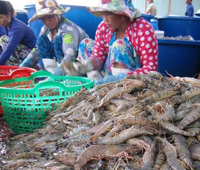 ĐBSCL: Giá tôm duy trì ở mức cao