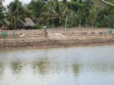 Nuôi tôm khốn khó