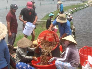 Nuôi tôm nước lợ vẫn tiềm ẩn nhiều rủi ro