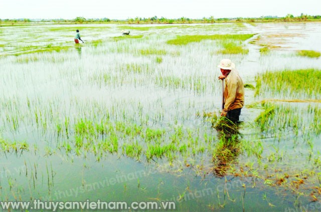 Lo lắng thả vụ tôm mới
