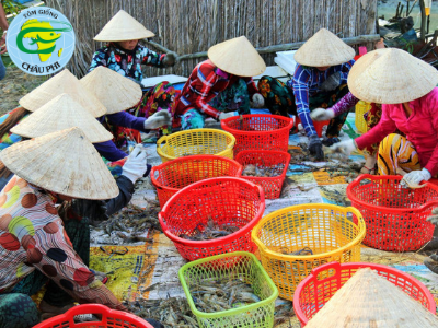 Cùng nông dân thu hoạch tôm càng đầu năm