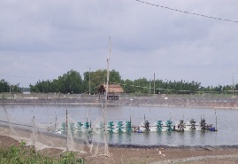Bến Tre phát triển nghề nuôi tôm biển