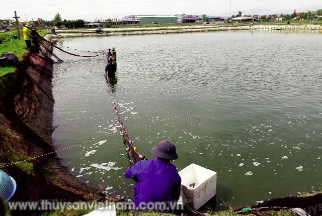 Chia sẻ kinh nghiệm nuôi tôm thẻ chân trắng hiệu quả