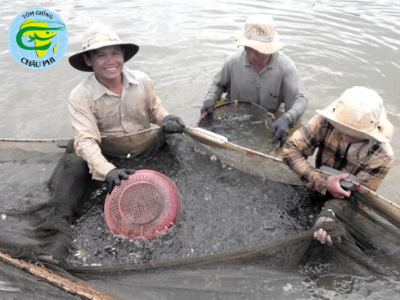 Người nuôi tôm Bình Định trúng đậm, sản lượng gần gấp đôi năm ngoái