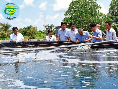 Nuôi tôm sú hai giai đoạn theo công nghệ Biofloc