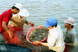 Cà Mau chuyển mạnh nuôi tôm siêu thâm canh