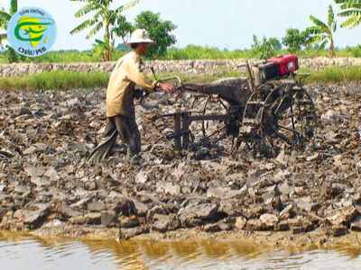 Cà Mau: Vào vụ lúa-tôm