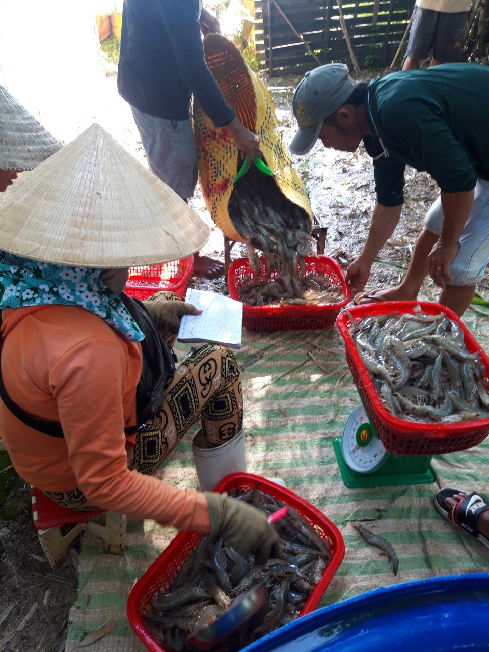 Giá tôm nguyên liệu tăng trở lại, người dân tích cực thả giống