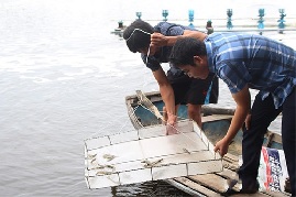 Cho tôm ăn tỏi, nông dân Nghệ An thu lãi nửa tỷ đồng mỗi vụ