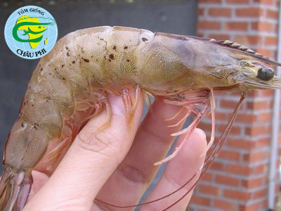Nguyên nhân, cách phòng và trị bệnh đốm đen trên vỏ tôm