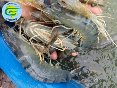Giá tôm sú sẽ tăng trở lại từ nay đến tết dương lịch