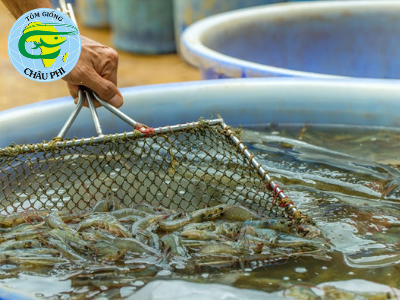 Giá tôm Bạc Liêu đã tăng trở lại