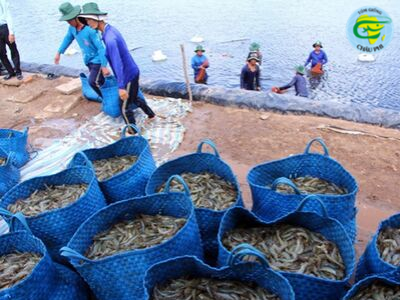 Bạc Liêu: Giá tôm đã tăng trở lại