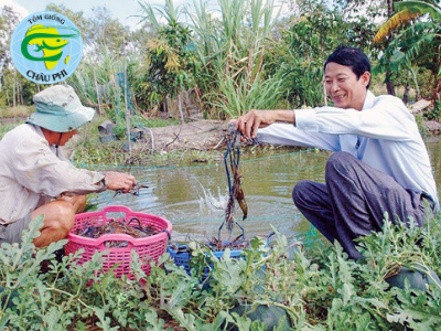 Giá tôm càng xanh ở Trà Vinh tăng mạnh