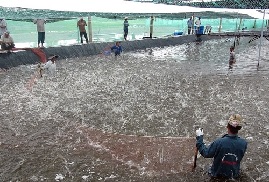 Giá tôm thẻ giảm sâu nhất 3 năm, nông dân hoang mang, mất hết lãi