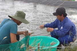 Giá tôm khởi sắc do nhiều đơn hàng xuất khẩu được ký