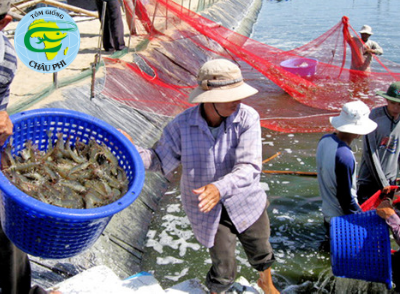 Giá tôm tăng, Việt Nam đẩy mạnh nuôi tôm có kiểm soát