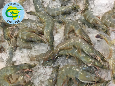 Giá tôm thẻ chân trắng tăng 20.000 đ/kg