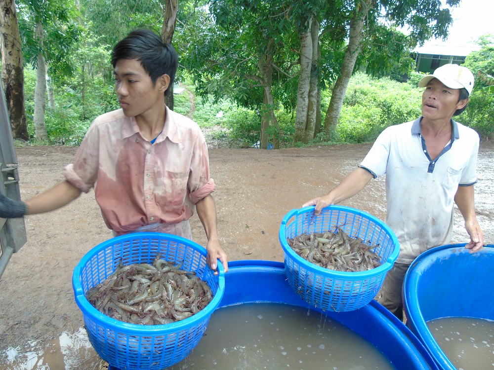 Trà Vinh: Giá tôm thẻ chân trắng giảm mạnh